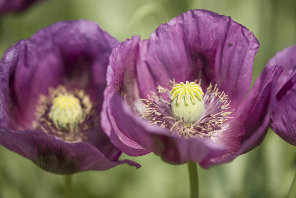 papaver somniferum violeta