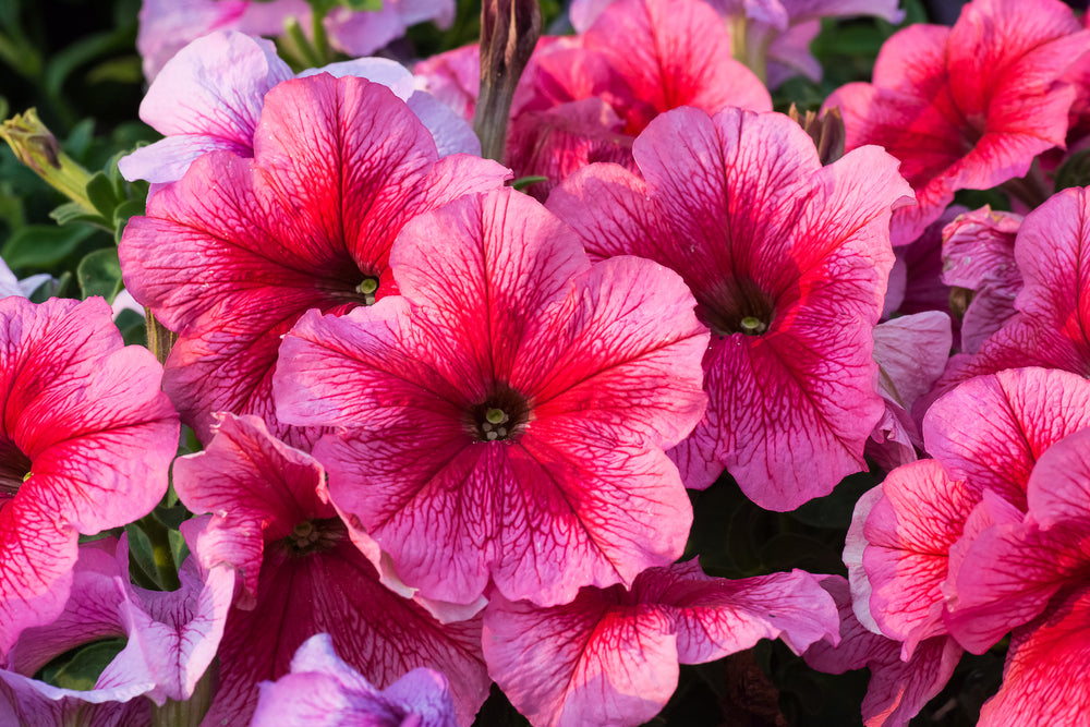 petunias rosas