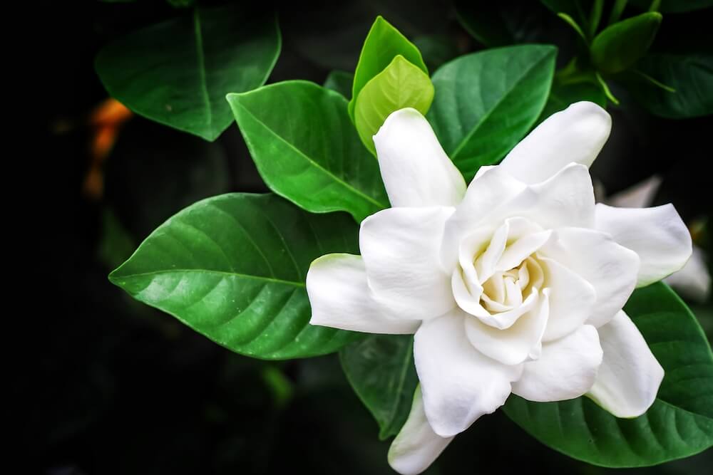 gardenia sola