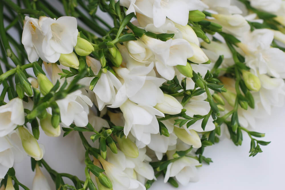 freesia blanca