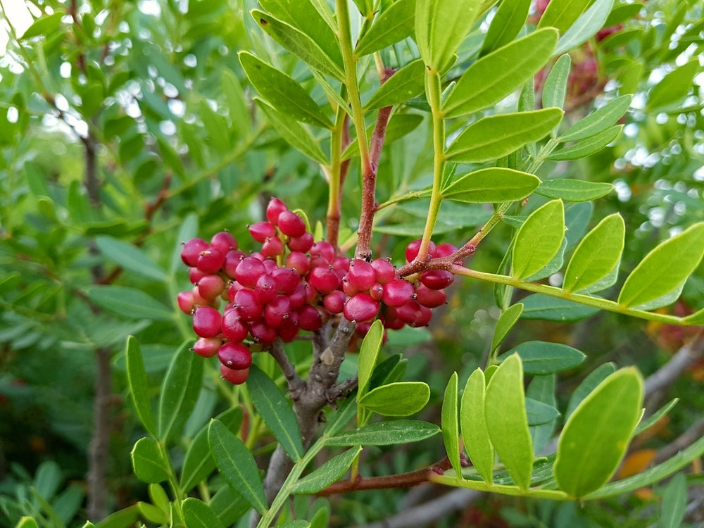 lentisco fruto maduro