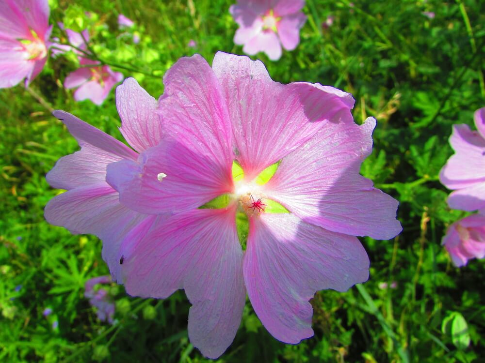 propiedades de la malva lila