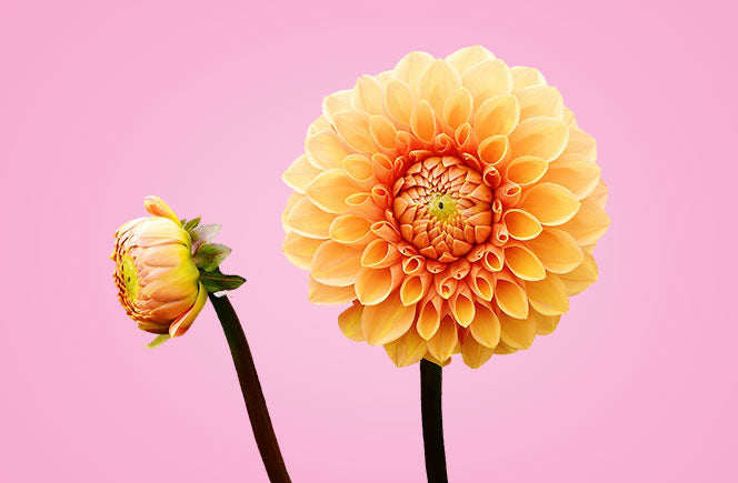 Dahlias - La flor de Mexico