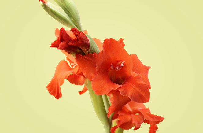 Los Gladiolos - Flor de la Victoria