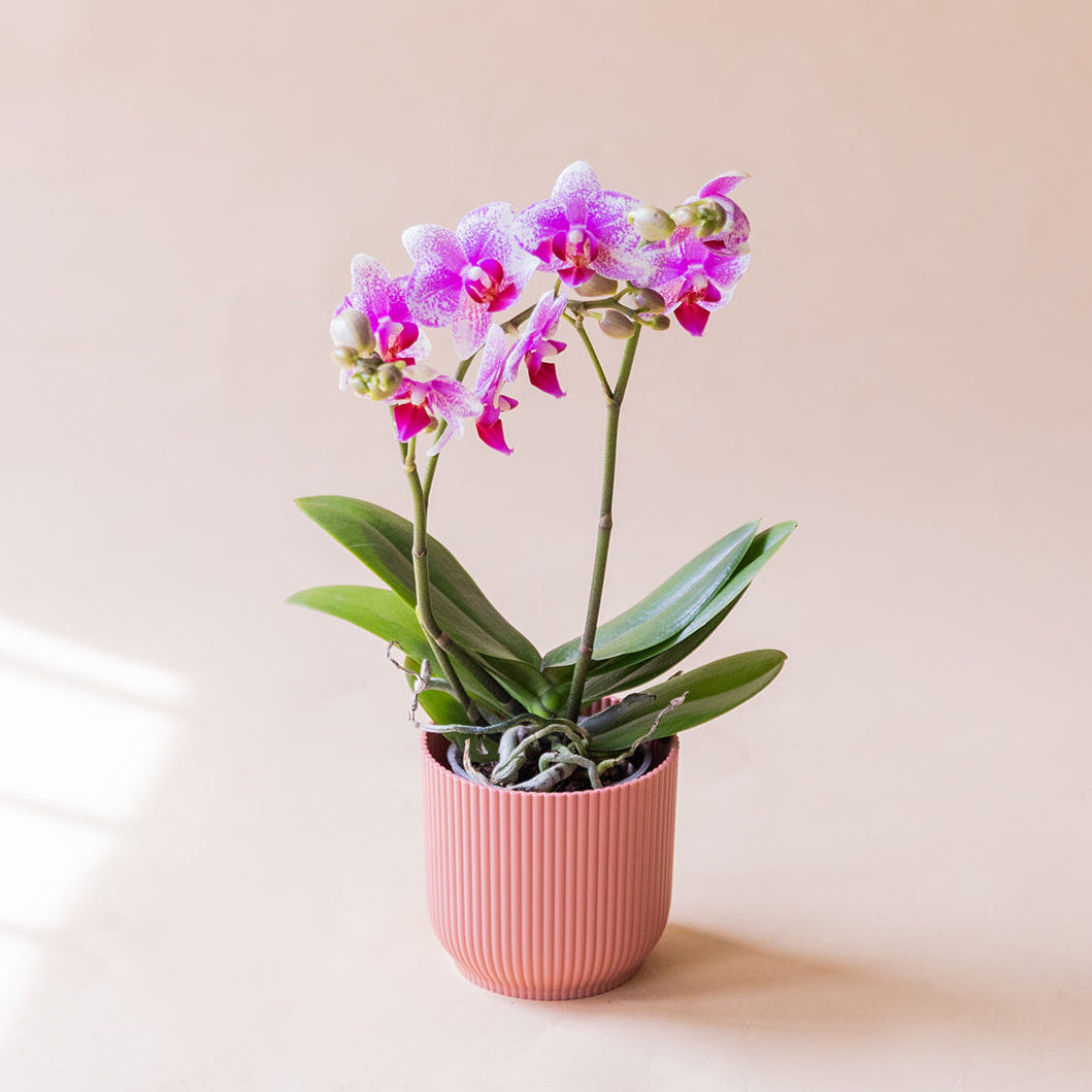 A Orquídea - Orquídea Bicolor Rosa