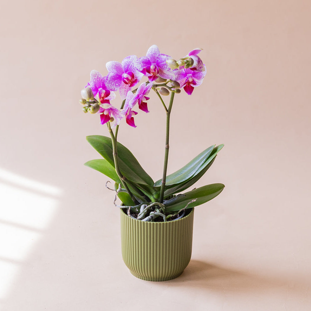 A Orquídea - Orquídea Bicolor Rosa