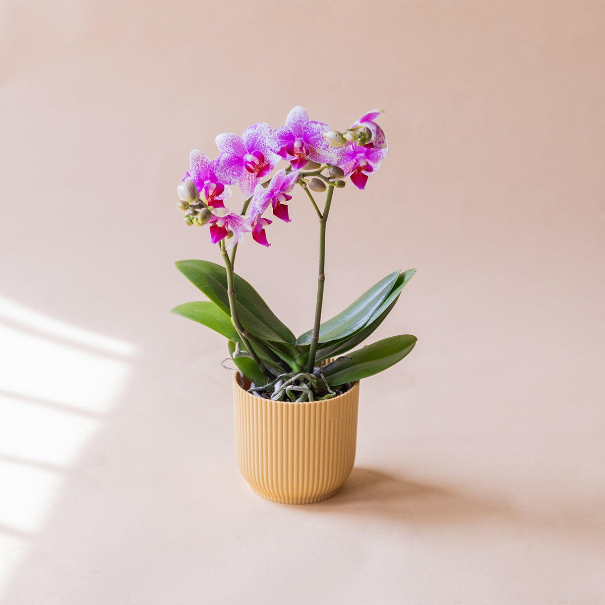 A Orquídea - Orquídea Bicolor Rosa