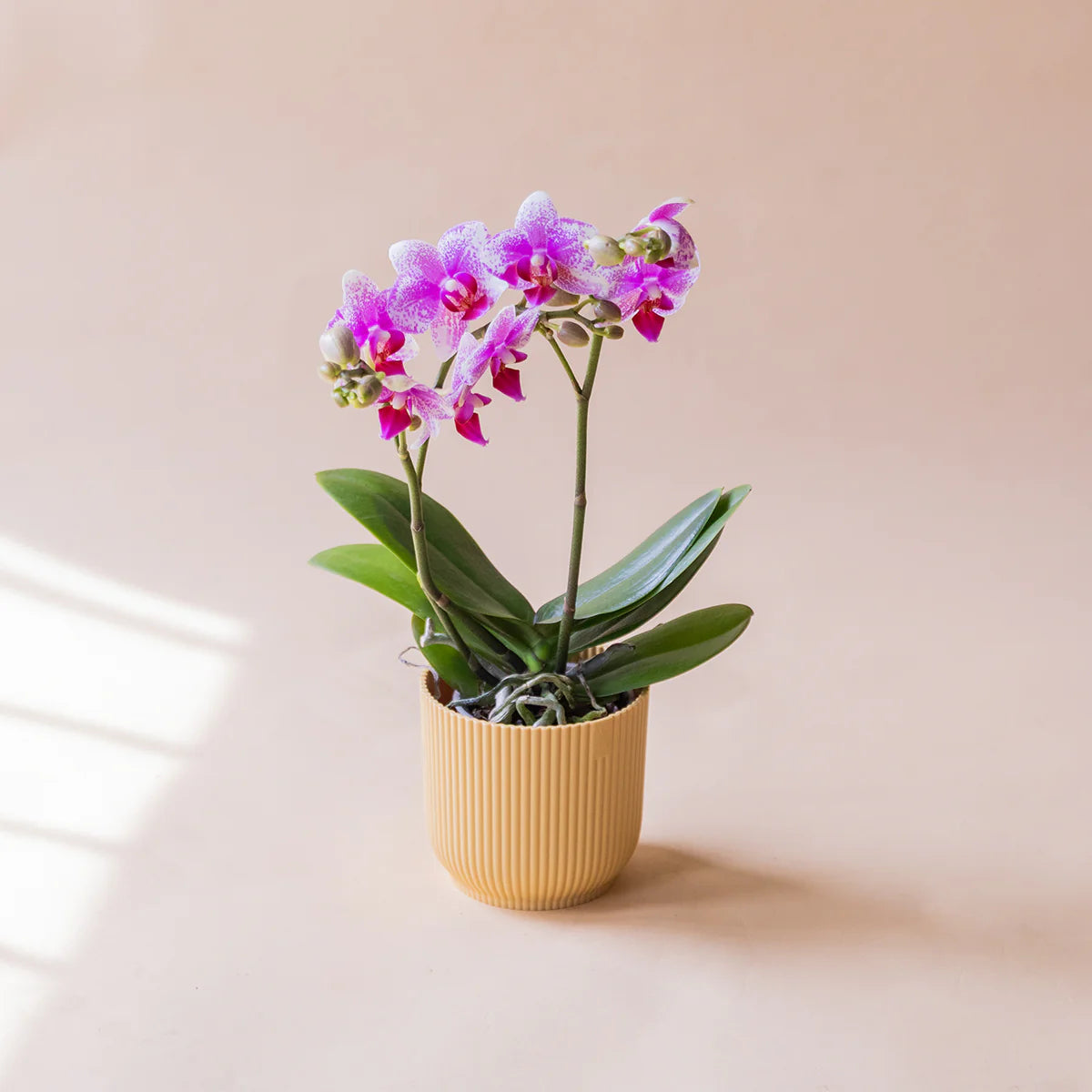 Orquídea Bicolor con Envoltorio y Libro Floripedia