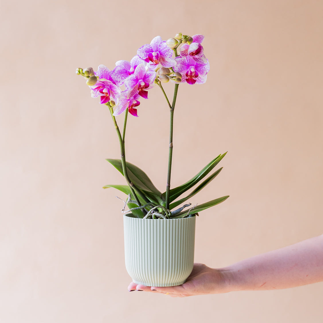 A Orquídea - Orquídea Bicolor Rosa