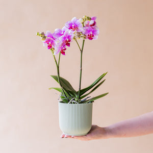 A Orquídea - Orquídea Bicolor Rosa