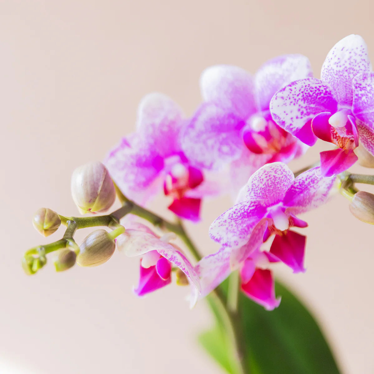Orquídea Bicolor con Envoltorio y Libro Floripedia