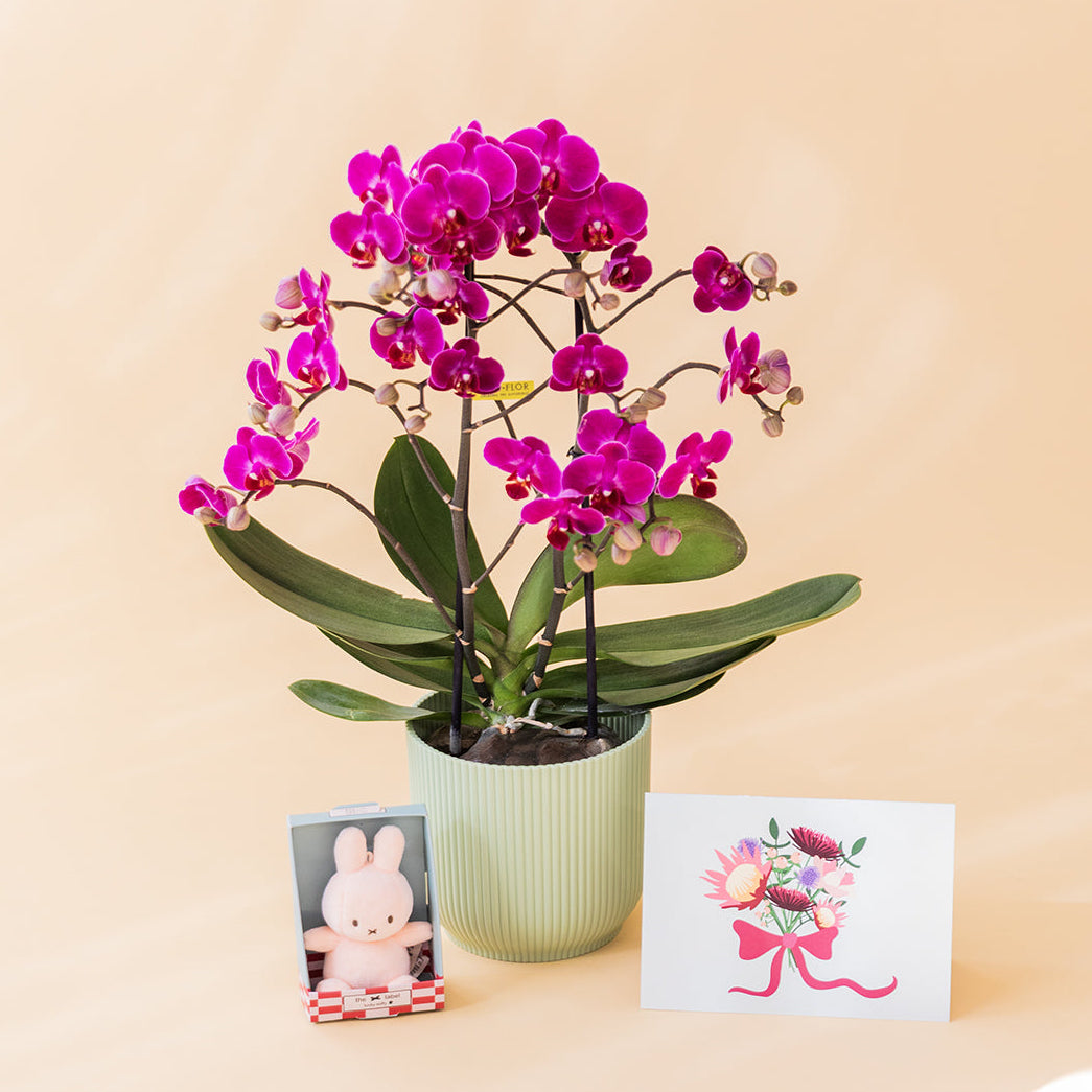 Orquídea Fucsia con Peluche y Tarjeta