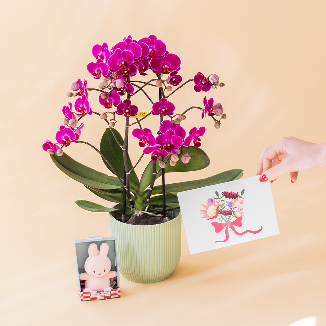 Orquídea Fucsia con Peluche y Tarjeta