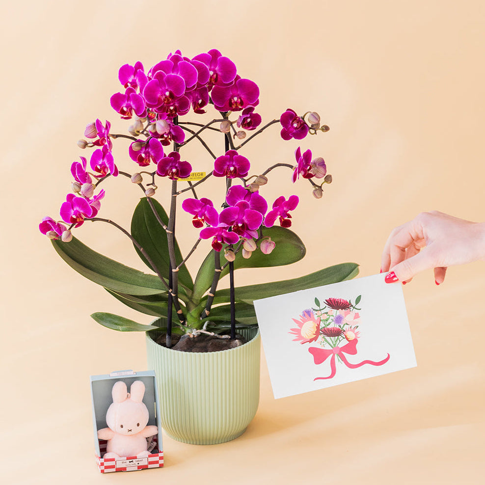 Orquídea Fucsia con Peluche y Tarjeta