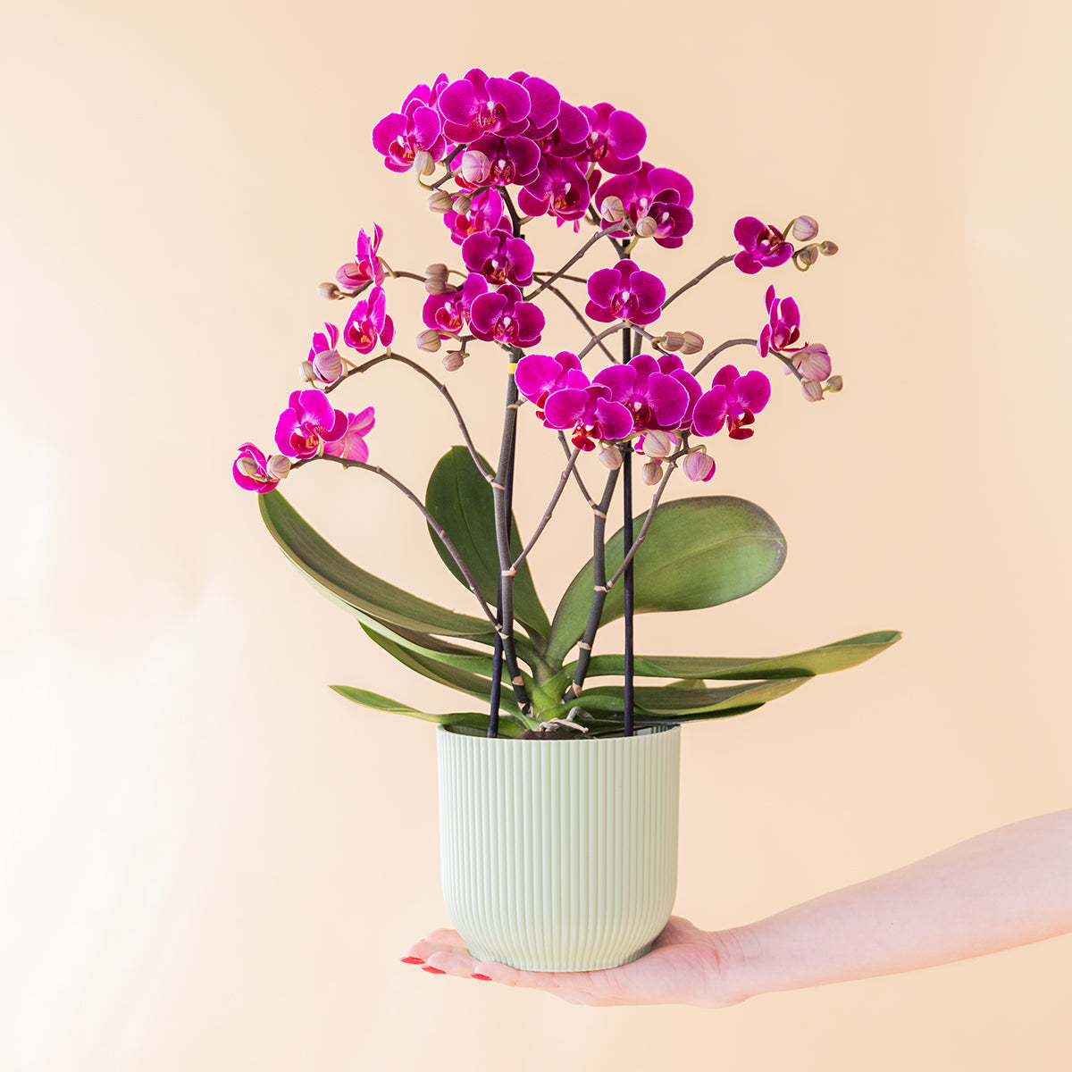 Orquídea Fucsia con Peluche y Tarjeta