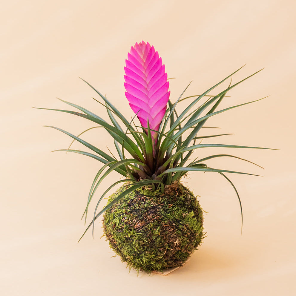 La Kokedama - Kokedama Pluma Rosa