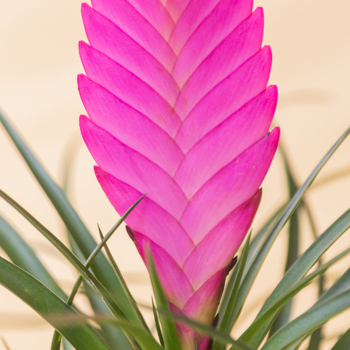 Antúrio - Antúrio Rosa