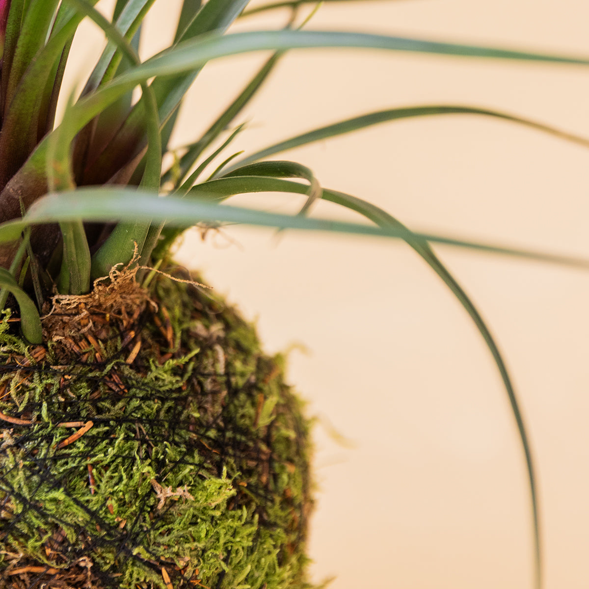 La Kokedama - Kokedama Pluma Rosa