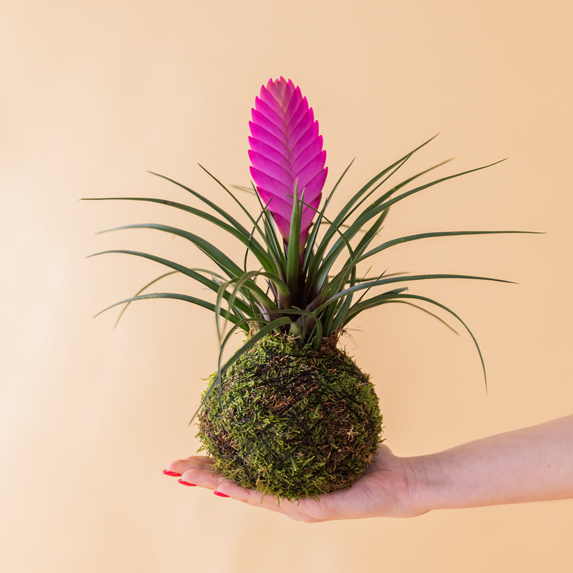 La Kokedama - Kokedama Pluma Rosa