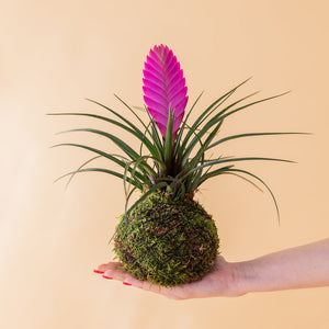 La Kokedama - Kokedama Pluma Rosa