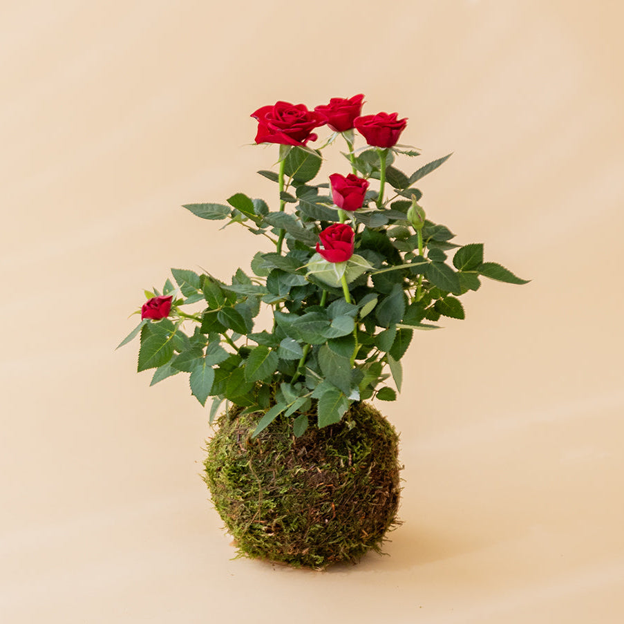 La Kokedama - Kokedama Rosal Rojo