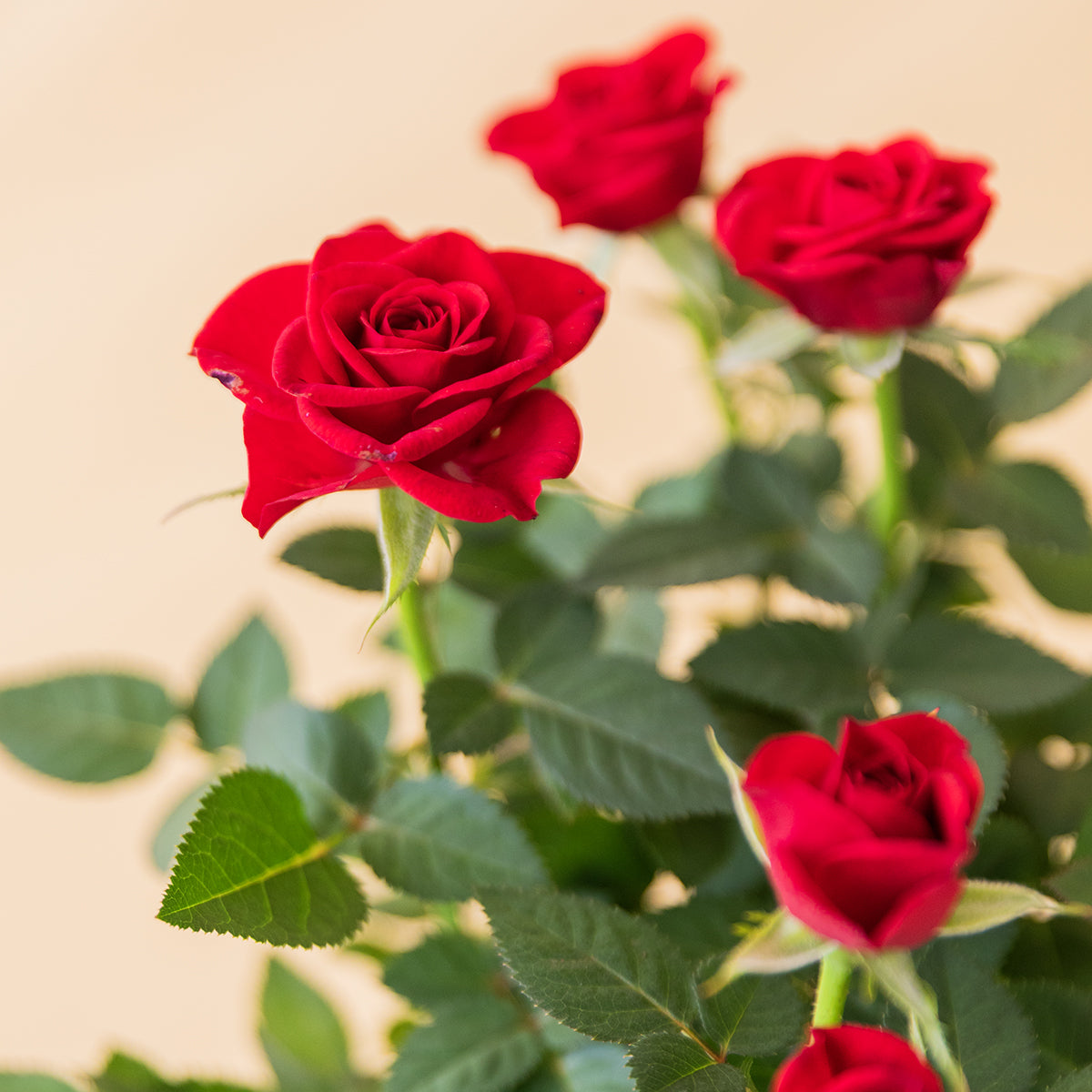 La Kokedama - Kokedama Rosal Rojo