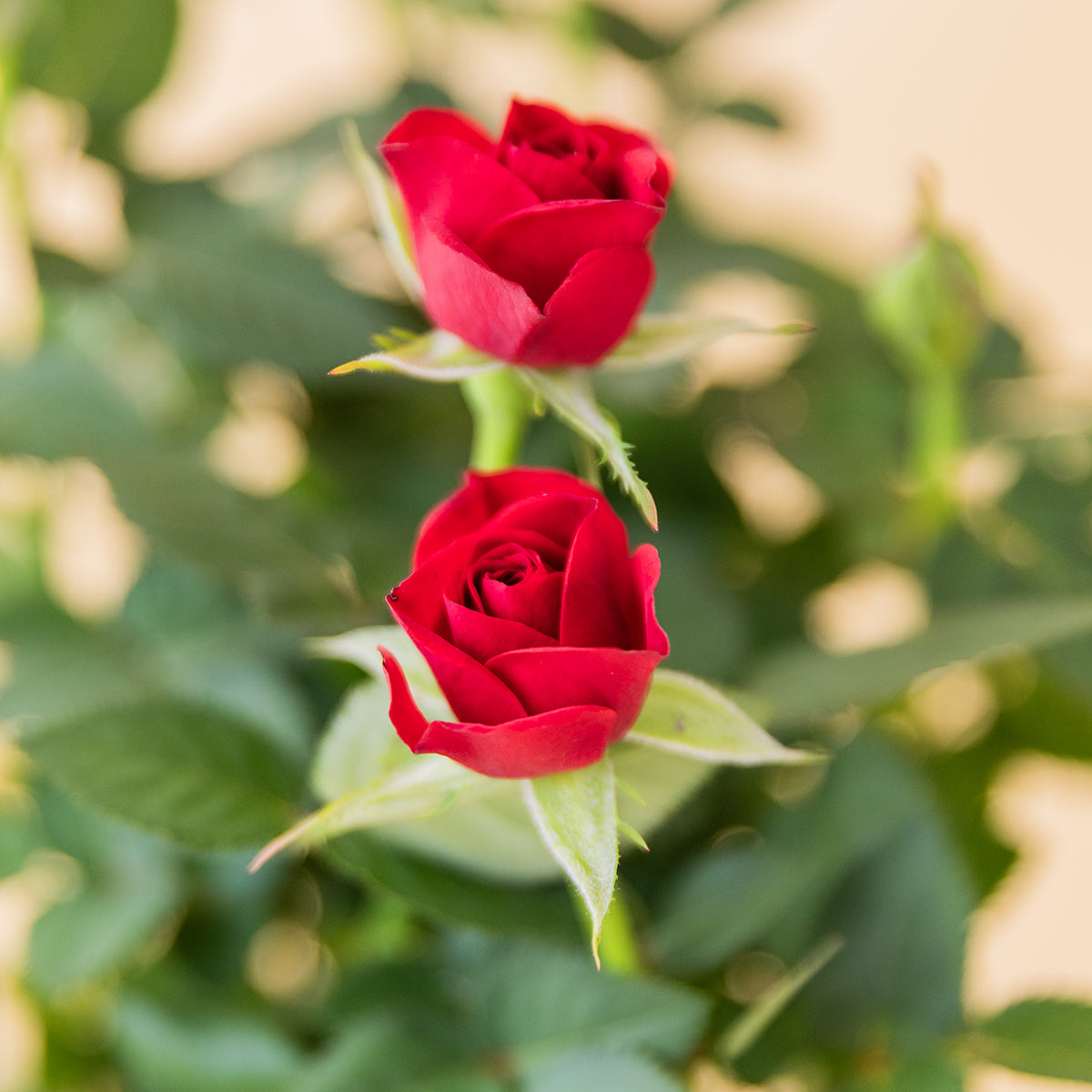 La Kokedama - Kokedama Rosal Rojo