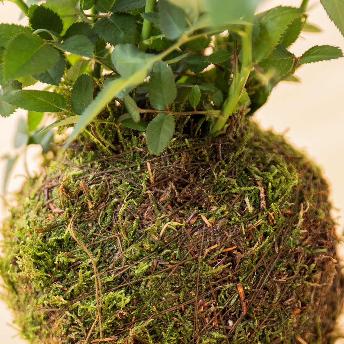 La Kokedama - Kokedama Rosal Rojo