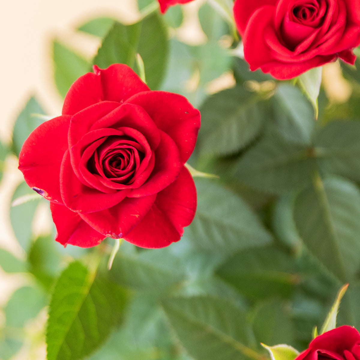 Antúrio - Antúrio Rosa