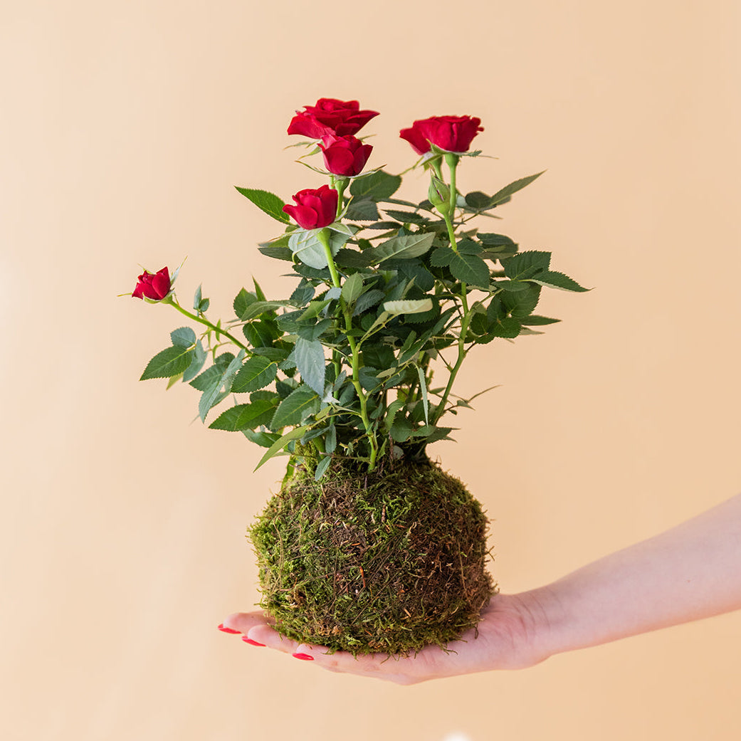 La Kokedama - Kokedama Rosal Rojo