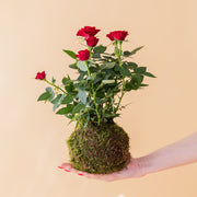 La Kokedama - Kokedama Rosal Rojo