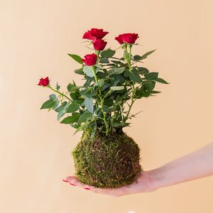 La Kokedama - Kokedama Rosal Rojo