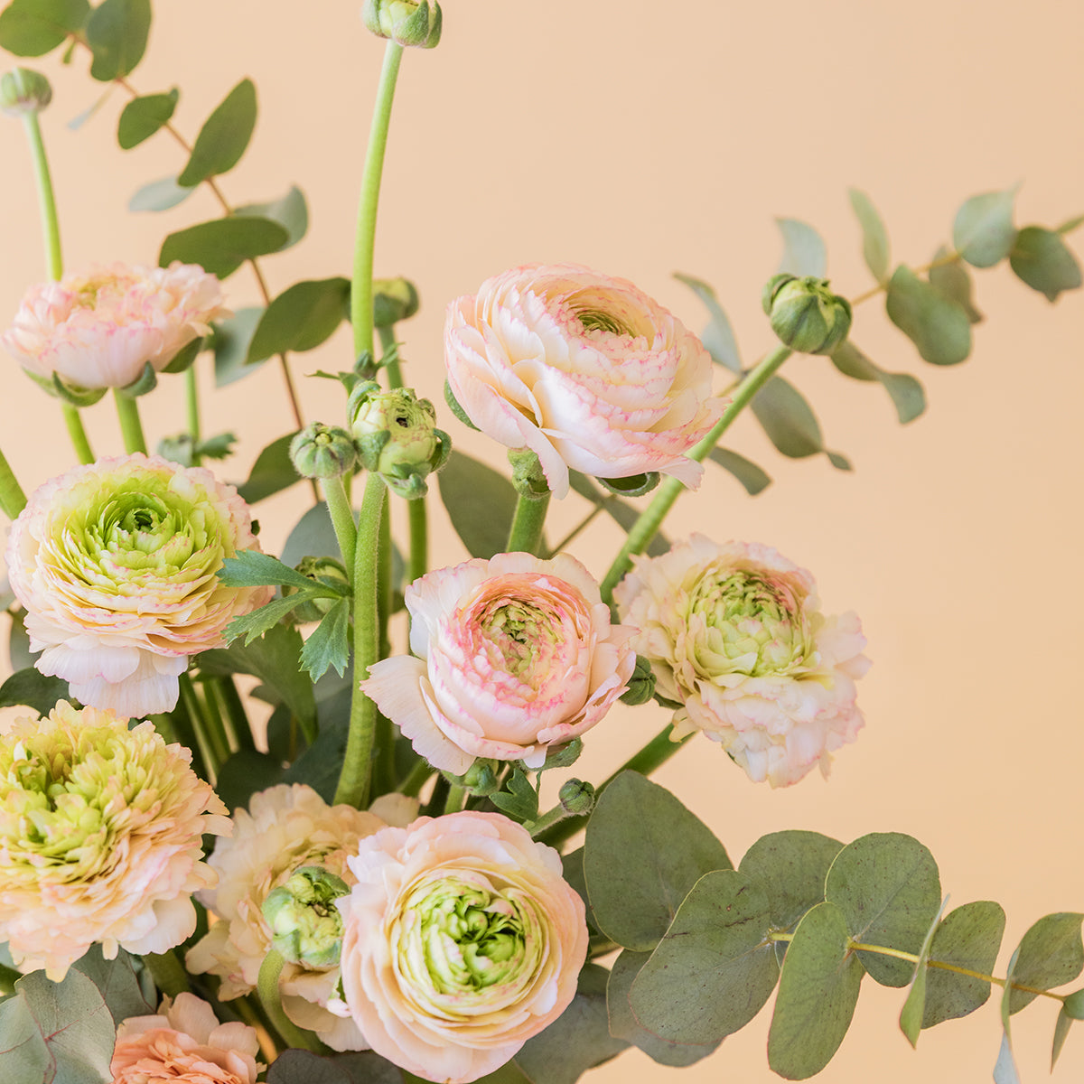 Los Ranunculus - Selección de ranunculus