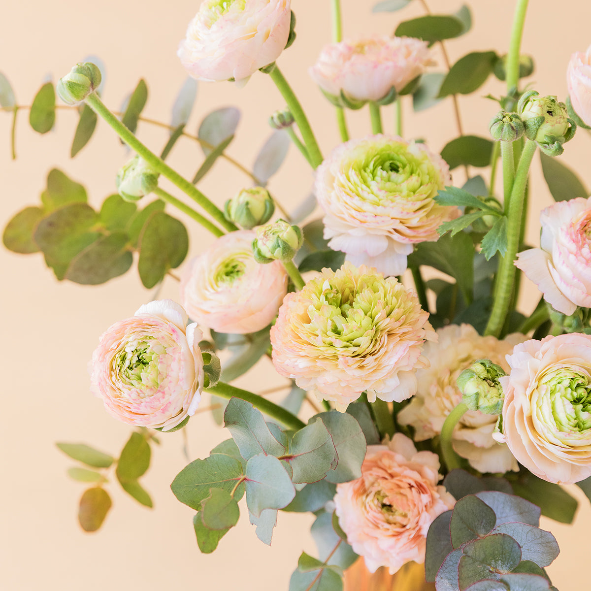 Los Ranunculus - Selección de ranunculus