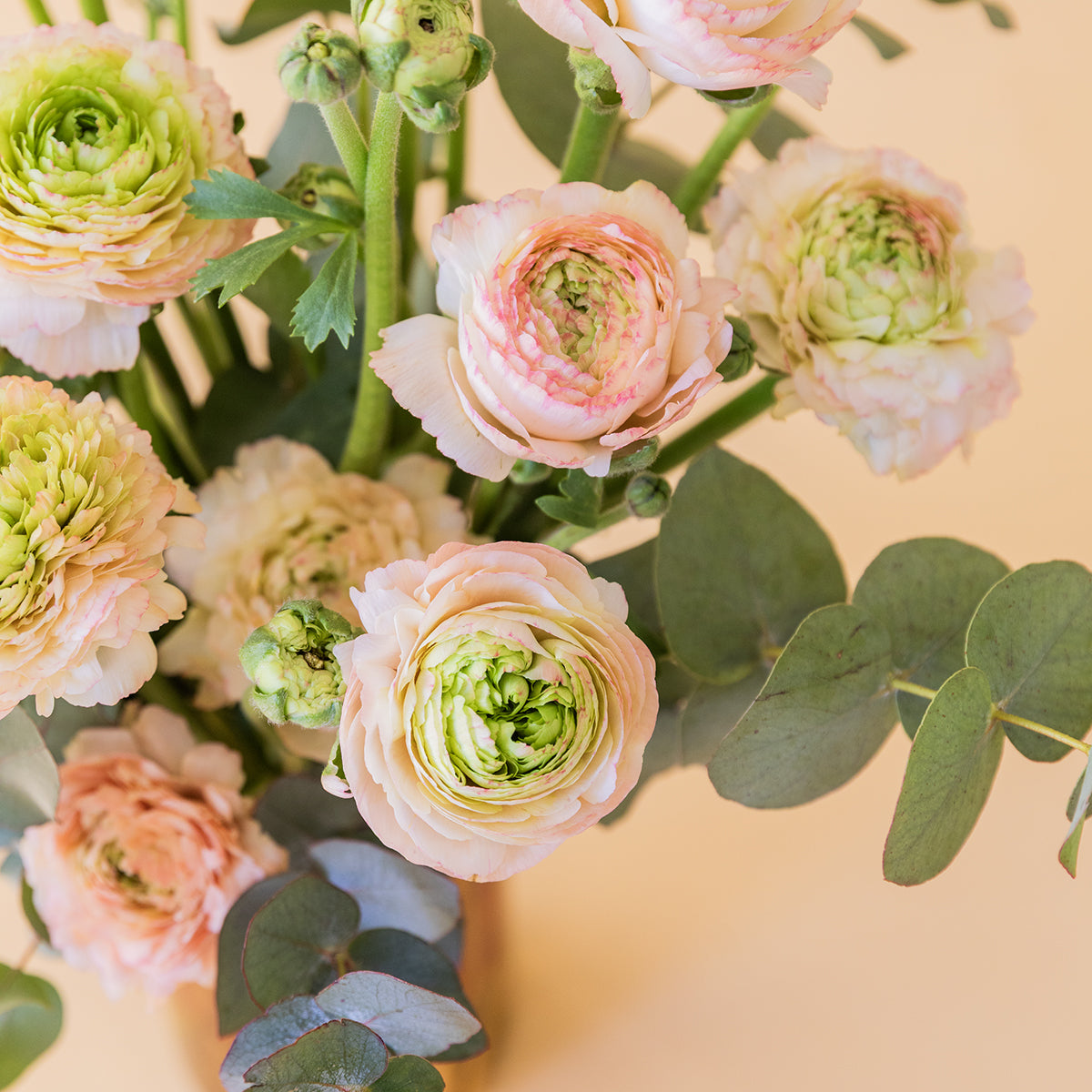 Los Ranunculus - Selección de ranunculus