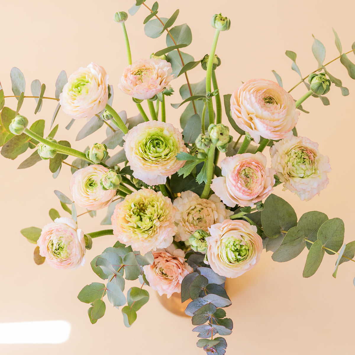 Los Ranunculus - Selección de ranunculus