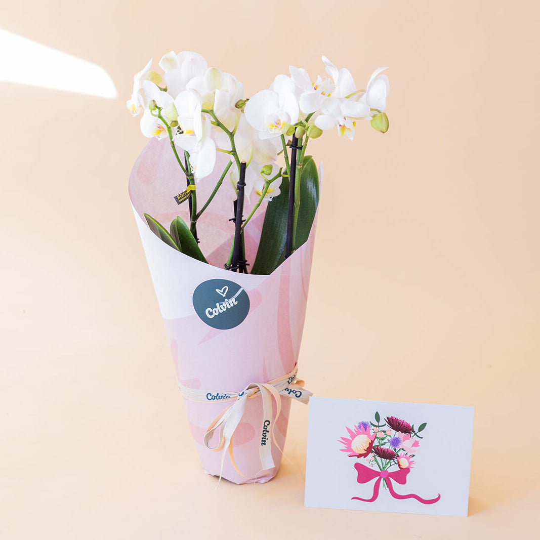 Orquídea Branca com Embrulho e Cartão