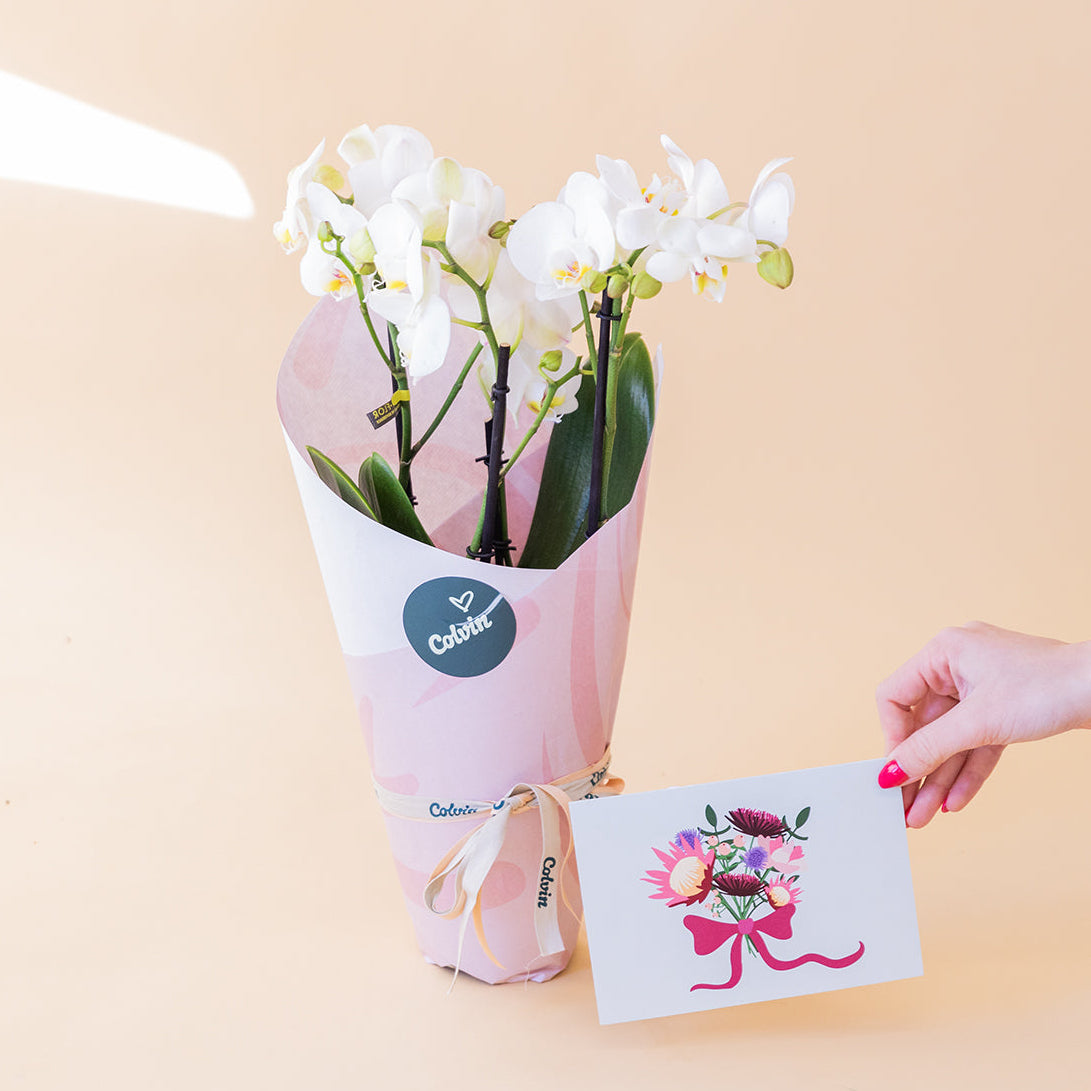 Orquídea Blanca con Envoltorio y Tarjeta