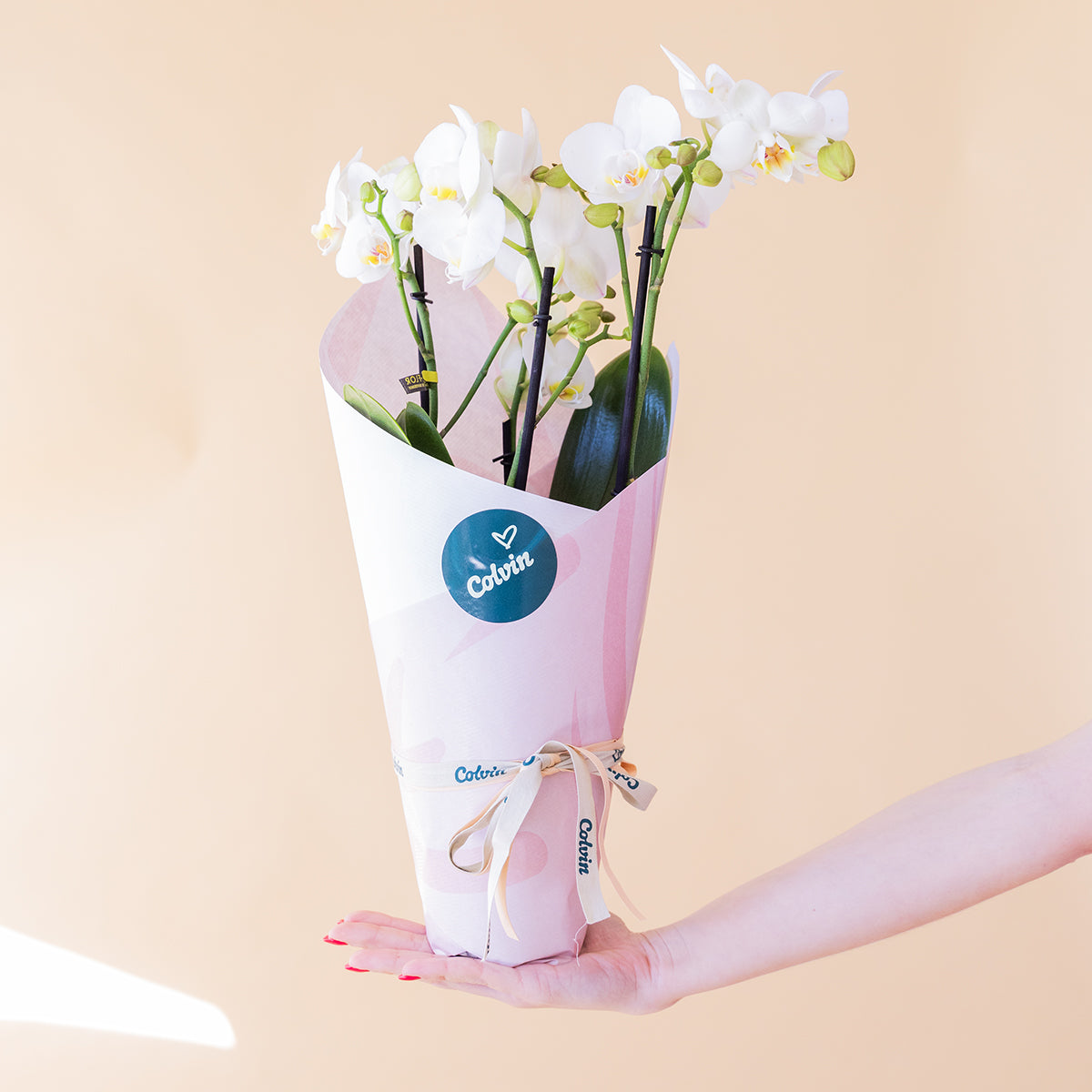 Orquídea Branca com Embrulho e Cartão