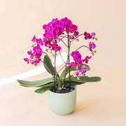 La Orquídea - Orquídea Fucsia