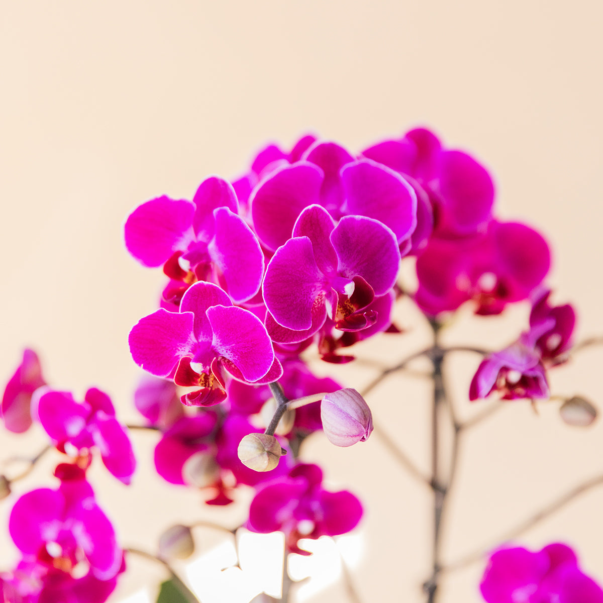 Orquídea Fúcsia com Embalagem e Cartão