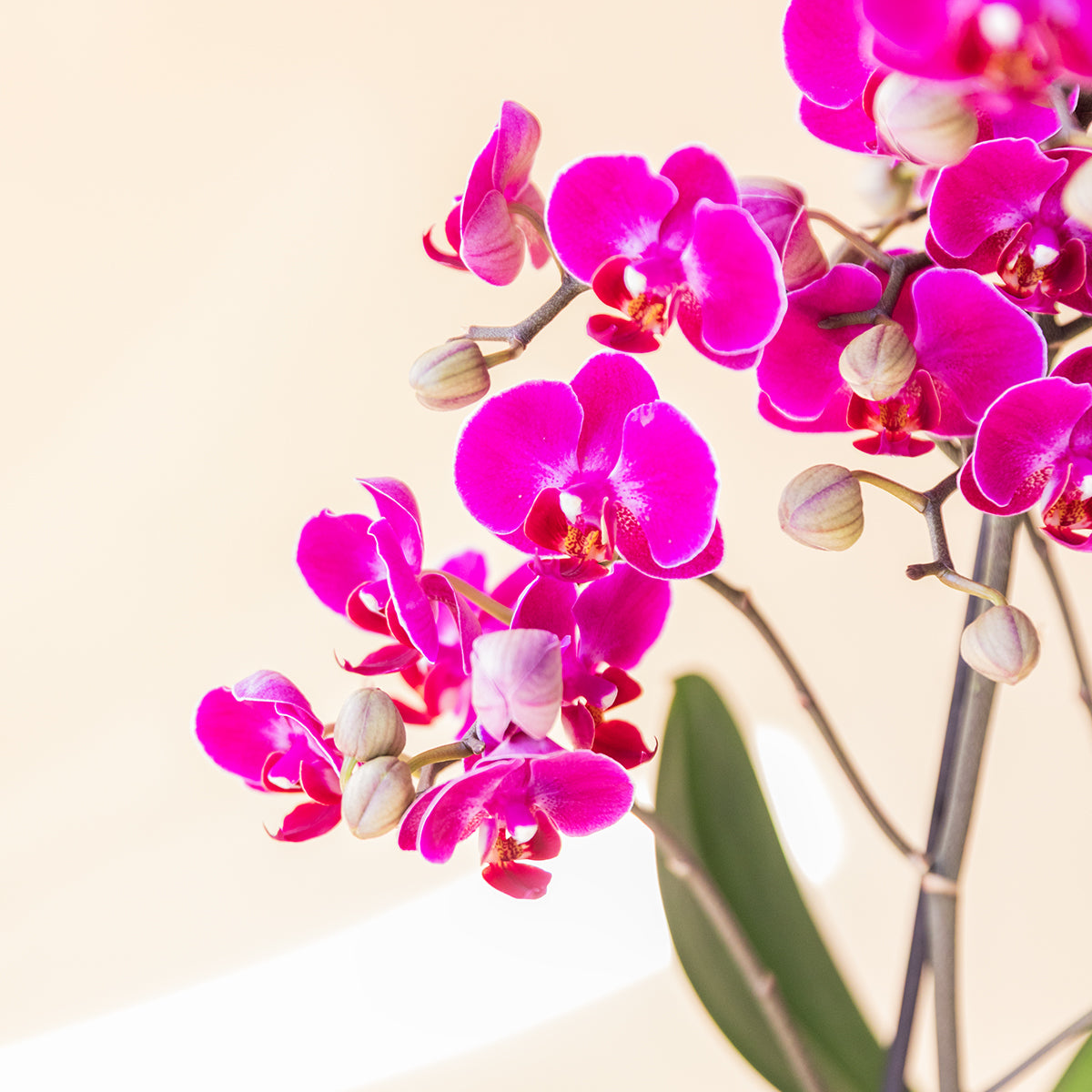 La Orquídea - Orquídea Fucsia