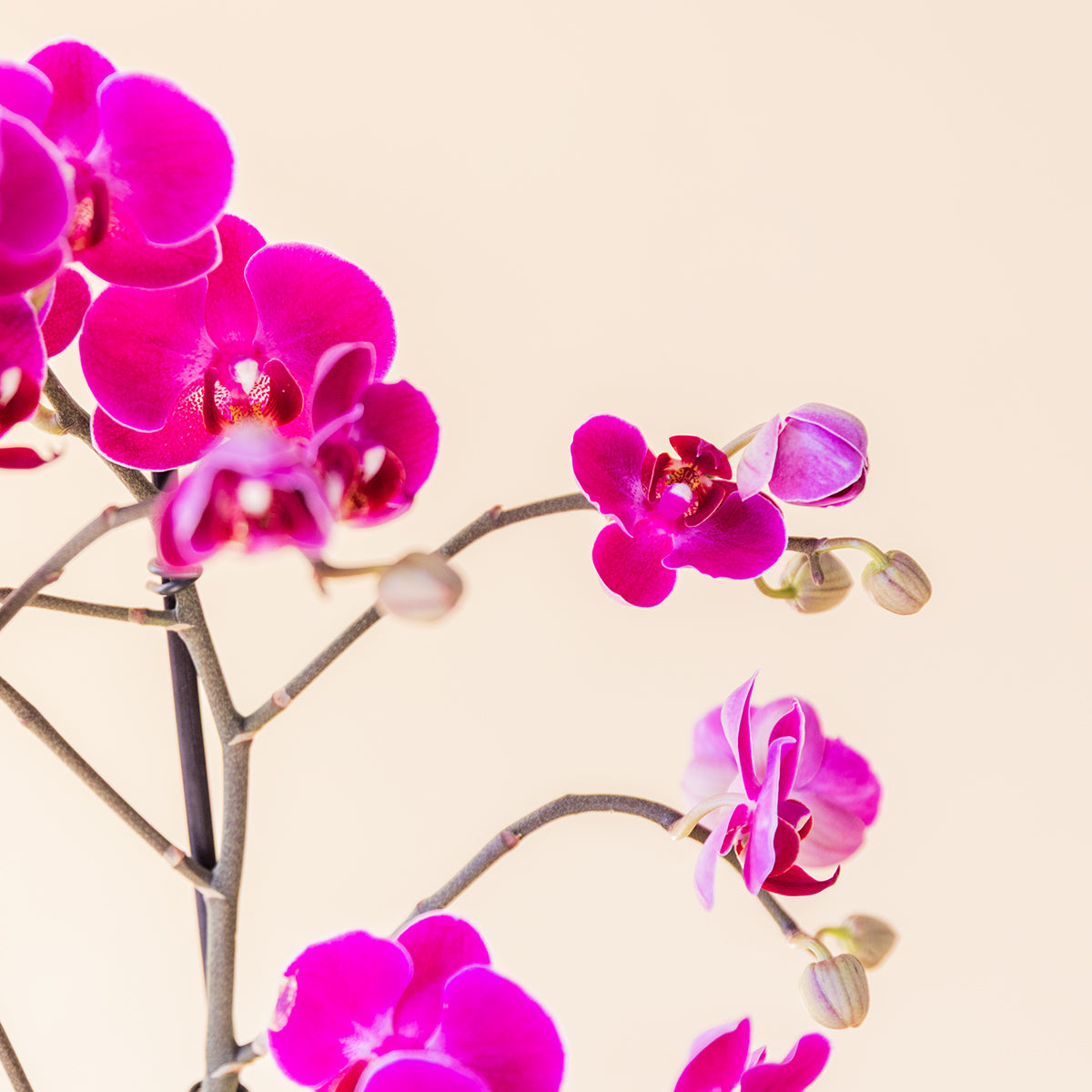 La Orquídea - Orquídea Fucsia