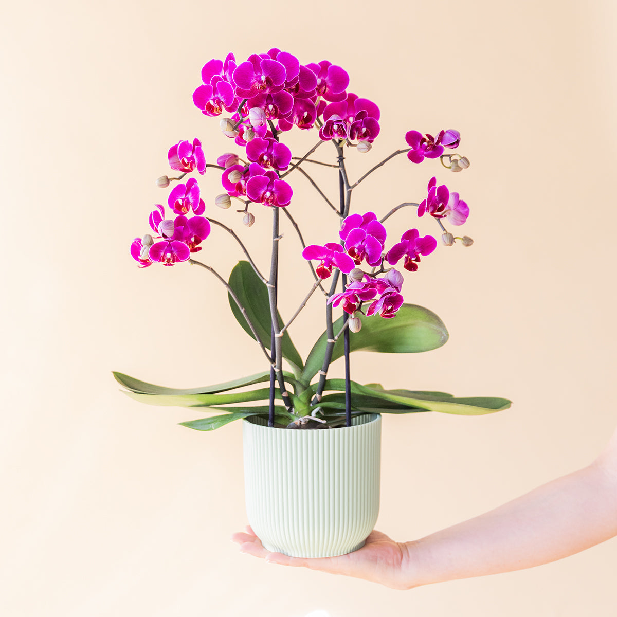 Orquídea Fúcsia com Embalagem e Cartão
