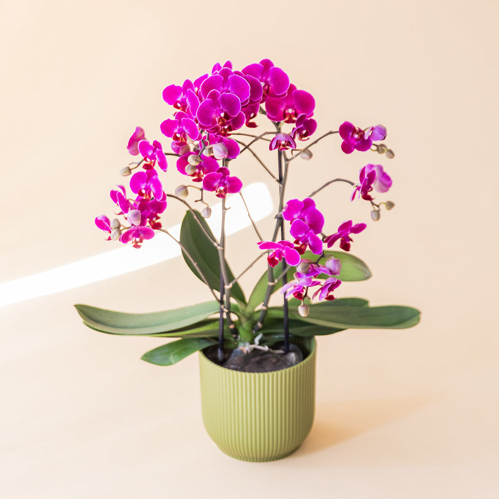 La Orquídea - Orquídea Fucsia