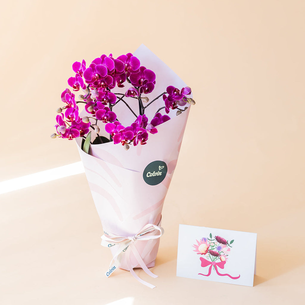 Orquídea Fucsia con Envoltorio y Tarjeta