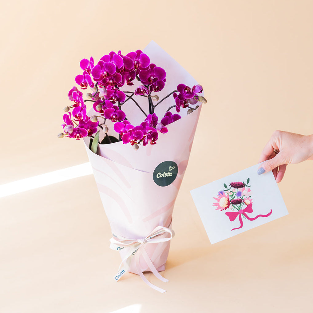 Orquídea Fúcsia com Embalagem e Cartão