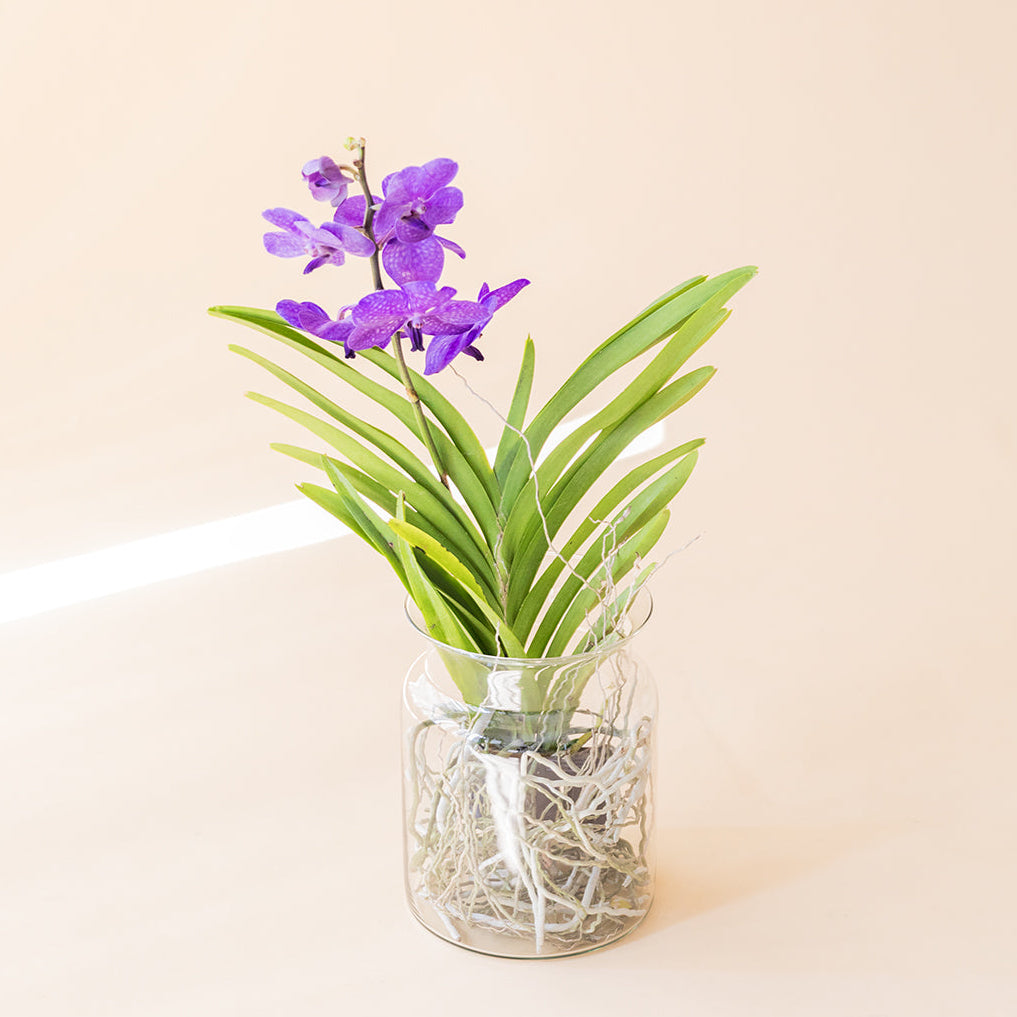 La Orquídea Vanda - Orquídea Morada Premium