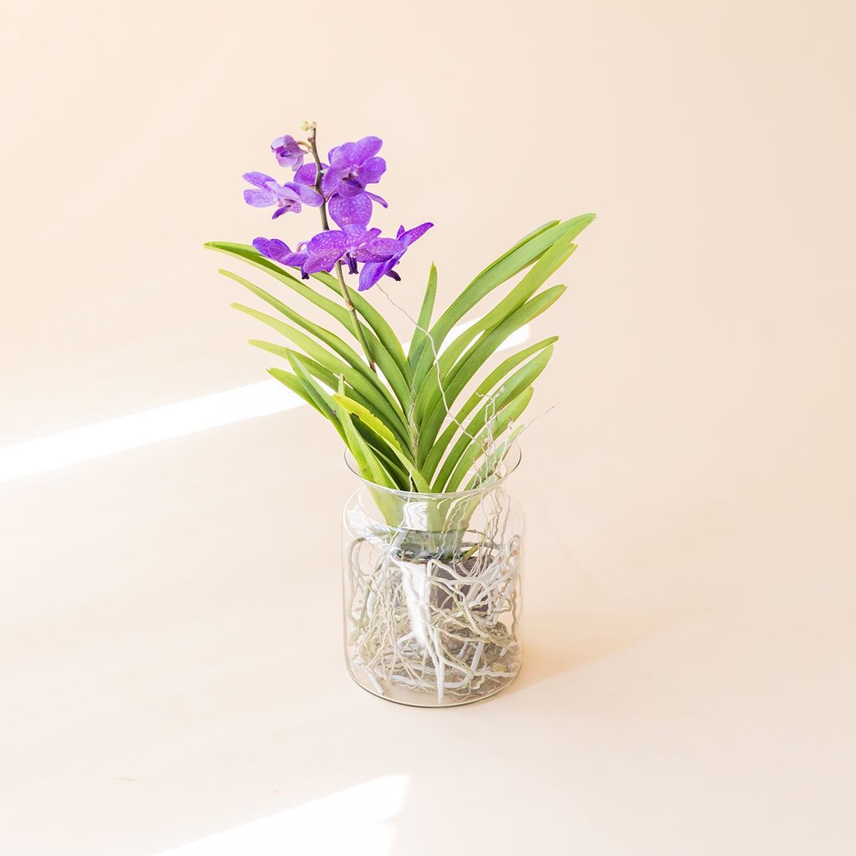 La Orquídea Vanda - Orquídea Morada Premium