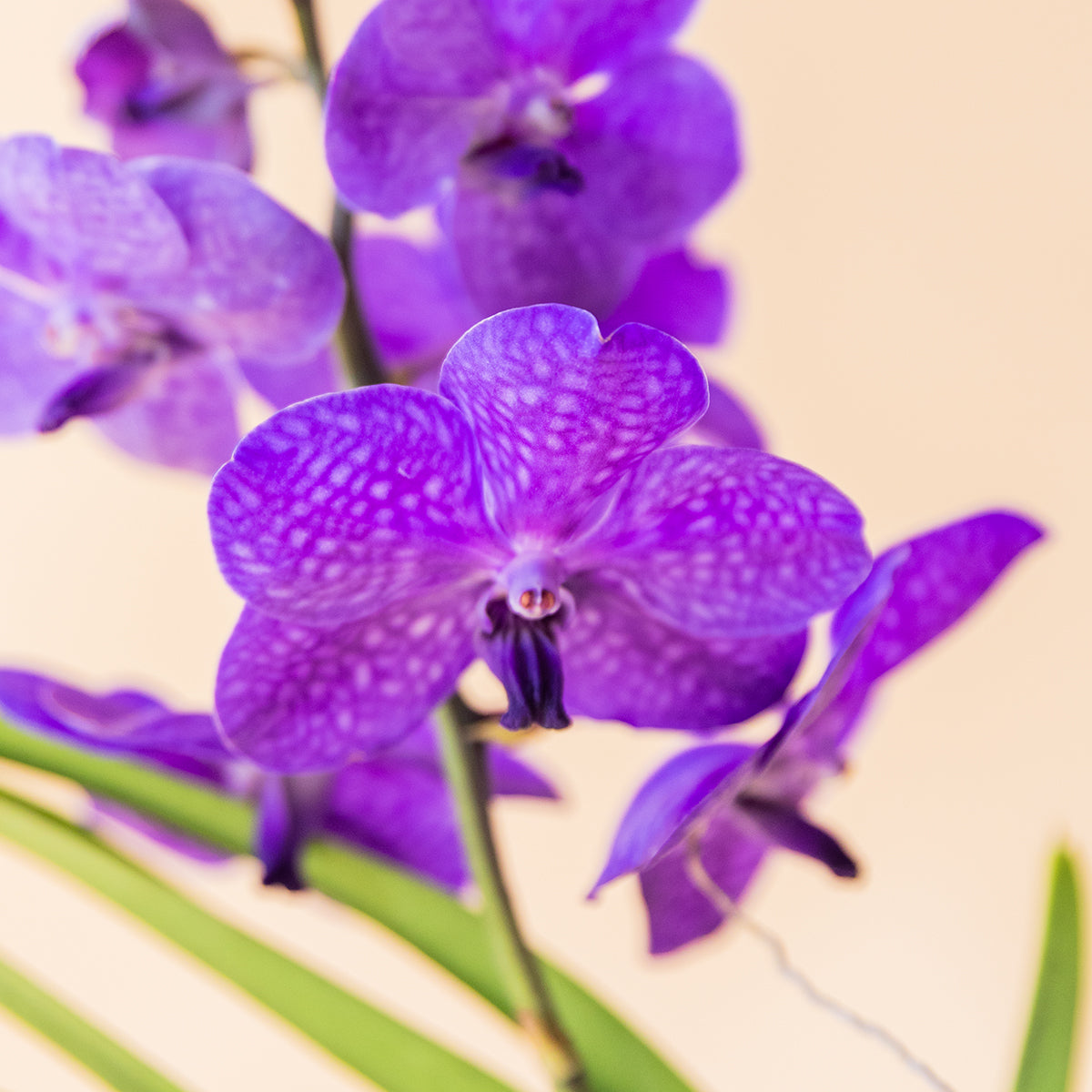 La Orquídea Vanda - Orquídea Morada Premium